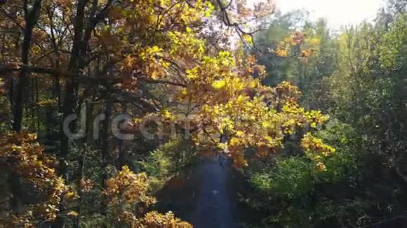 秋天黄叶枝上的鸟瞰与道路的鸟瞰秋黄叶上的鸟瞰与道路的鸟瞰视频的预览图
