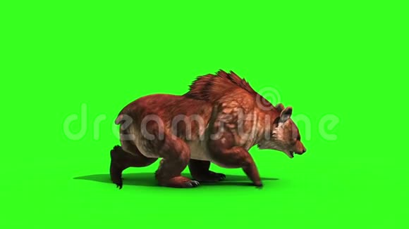 布朗熊行走循环侧绿幕3D渲染动画循环视频的预览图