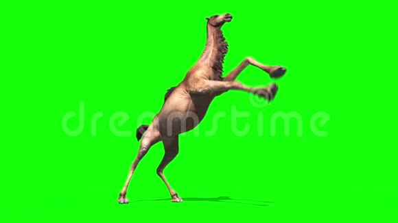 骆驼染色攻击侧绿色屏幕循环沙漠三维渲染动画视频的预览图