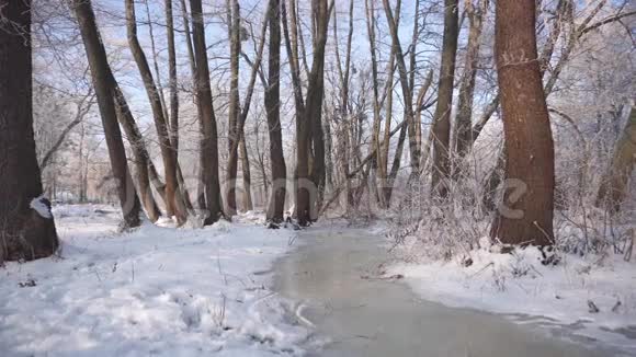 森林中的冷冻水流视频的预览图