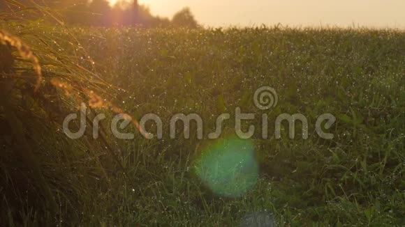 日落时绿草坪上的露水视频的预览图