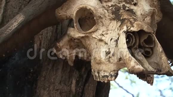 非洲水牛头骨钉在树上视频的预览图