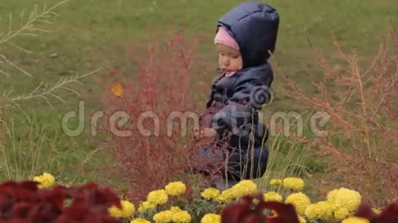 一个小女孩用手掌在花坛上敲打灌木丛红色观赏植物和黄花视频的预览图