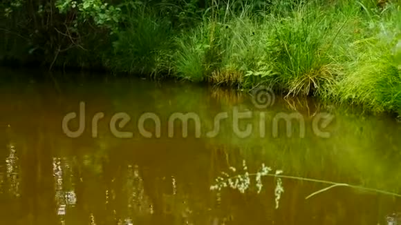 金毛猎犬在池塘里游泳狗在玩树枝享受冷水视频的预览图