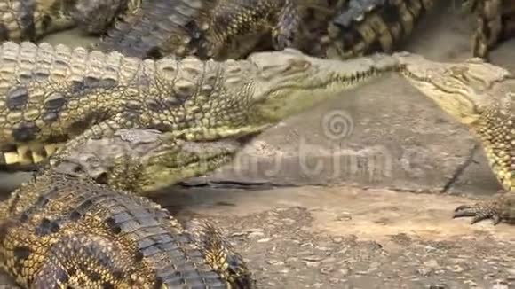 尼罗河鳄鱼在泥土中晒太阳视频的预览图