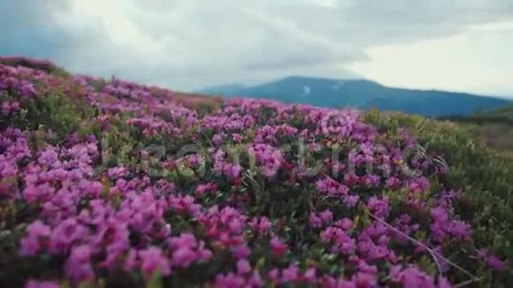 在轻风的吹拂下近距离观看群山中盛开的薰衣草田野美的自然纯净的自然高视频的预览图