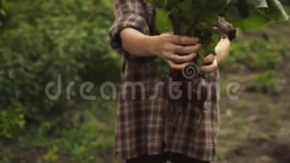 农夫手里拿着一堆新鲜的有机甜菜蔬菜视频的预览图