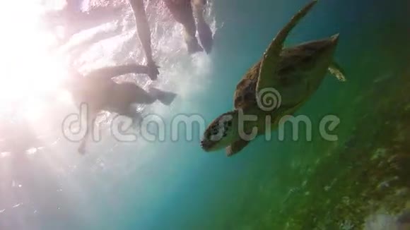 令人惊叹的水下夫妇自拍与绿色海龟鸟在马尔代夫视频的预览图