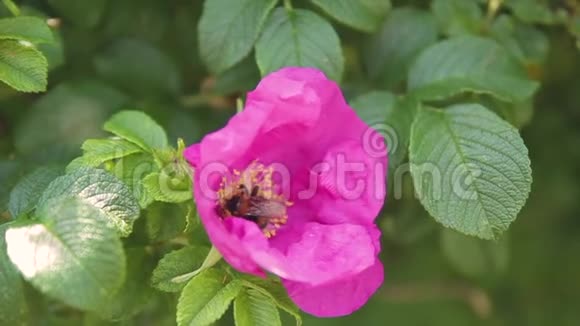 一只毛茸茸的大黄蜂在粉红色的花中聚集花粉特写视频的预览图