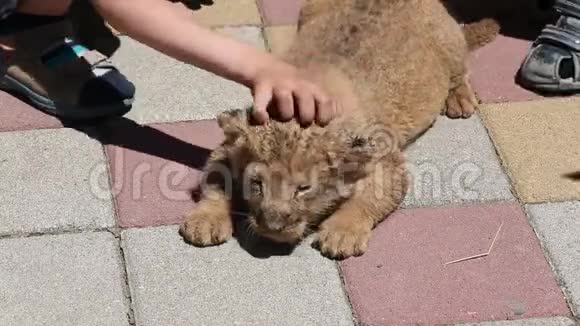 刚出生的狮子幼崽爬行寻找他的母亲视频的预览图