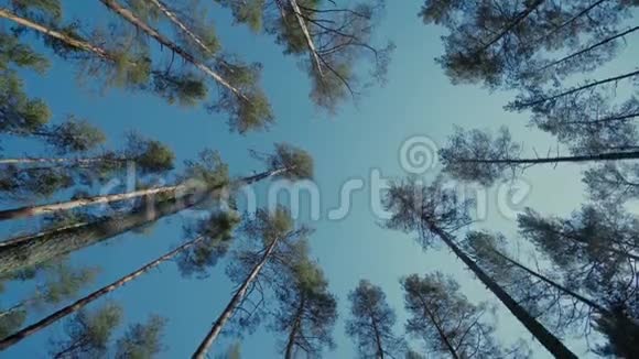 松自由森林晴天灯光慢动作树木天空视频的预览图