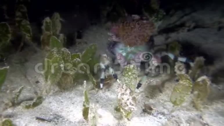龙贝海峡夜间潜水的沙海草上的蟹状环核球视频的预览图