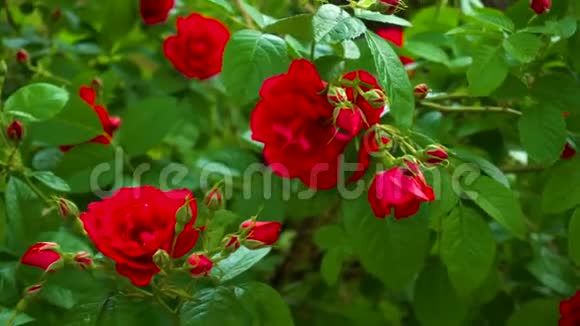 盛开的红色花朵玫瑰视频的预览图
