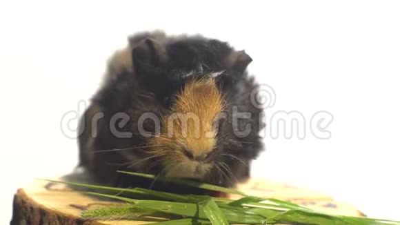 毛茸茸的黑红色豚鼠坐在装饰的树桩上吃青菜视频的预览图