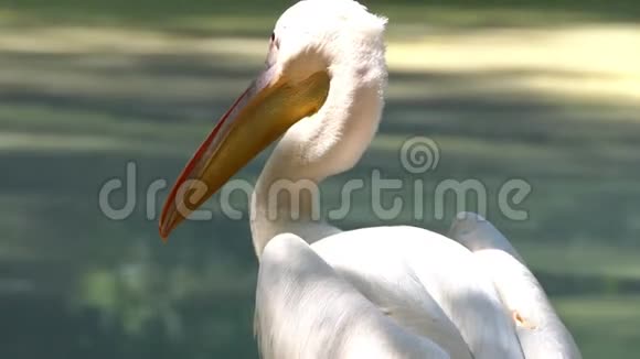 在阳光明媚的一天一只白在动物园的湖中漫步视频的预览图