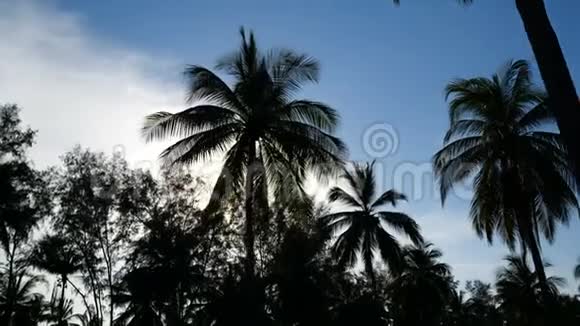 棕榈树越过夕阳的天空背景视频的预览图