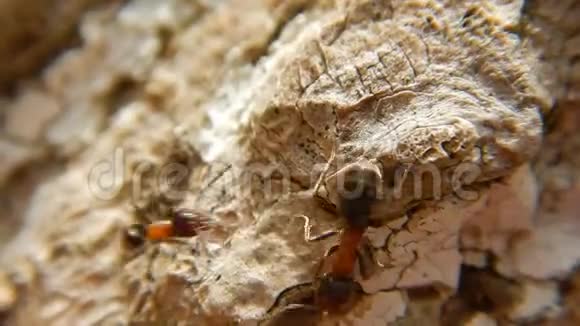 一群蚂蚁在木头上合上红木蚁视频的预览图