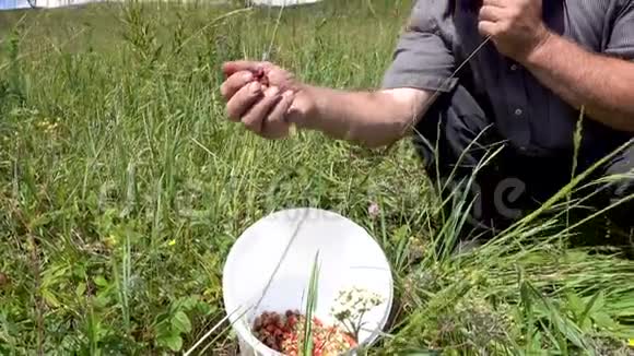 收获野生草莓佛瑞嘉视频的预览图