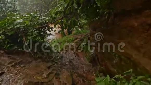 热带地区沿湿石经树枝至河流的运动视频的预览图