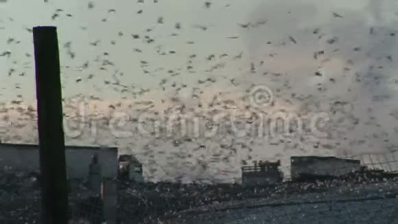 近距离拍摄海鸥飞过卡车在垃圾场视频的预览图