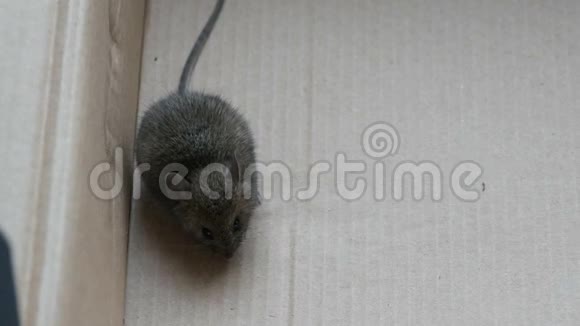 房子灰色老鼠坐在纸板箱里视频的预览图