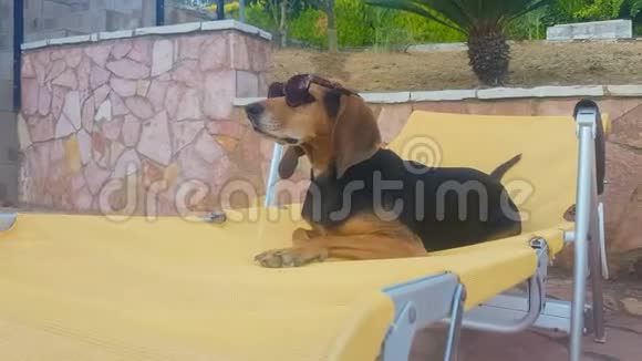 一条长着太阳镜的躺椅上的狗一个放松的时刻视频的预览图