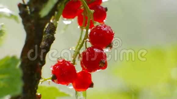 在雨中近距离观赏一种成熟浆果的红色醋栗植物视频的预览图