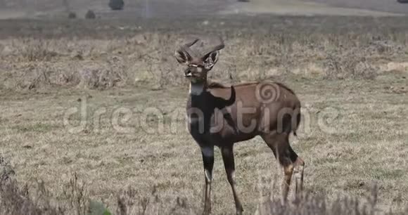埃塞俄比亚尼亚拉山非洲野生动物视频的预览图