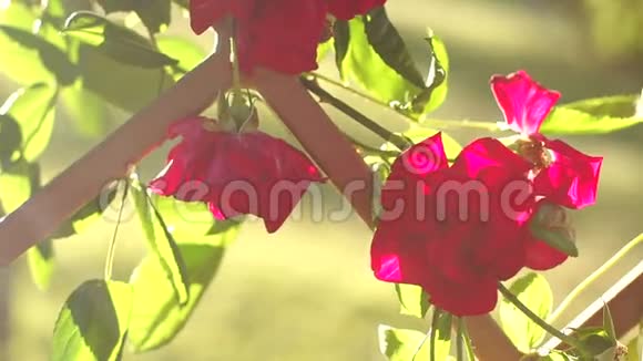 装饰围栏上的红玫瑰特写视频的预览图