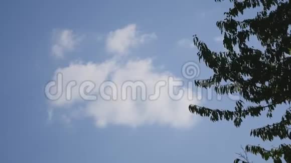落叶映衬蓝天的背景图像这张照片是用一种轻微的慢动作拍摄的视频的预览图