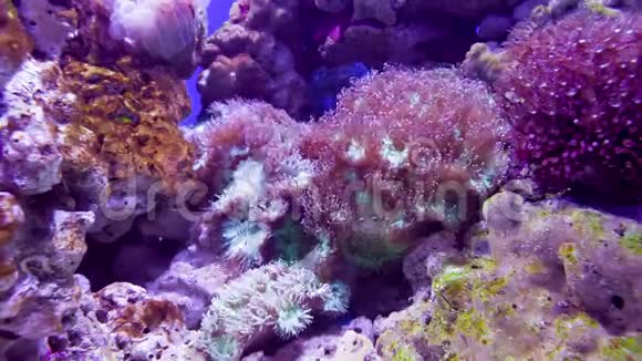 粉红珊瑚在水下视频的预览图