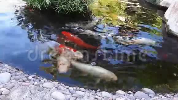 日本鲤鱼在池塘较大的鱼在池塘观赏池塘装饰的亮鱼漂浮在池塘里视频的预览图
