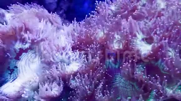 粉红珊瑚在水下视频的预览图