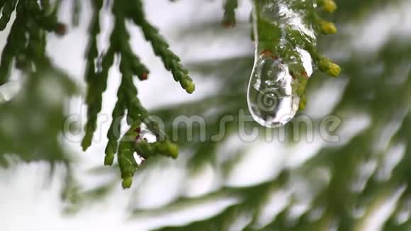 冬树枝芽上的雪融化在模糊的树木背景上雪融化后的水滴特写视频的预览图
