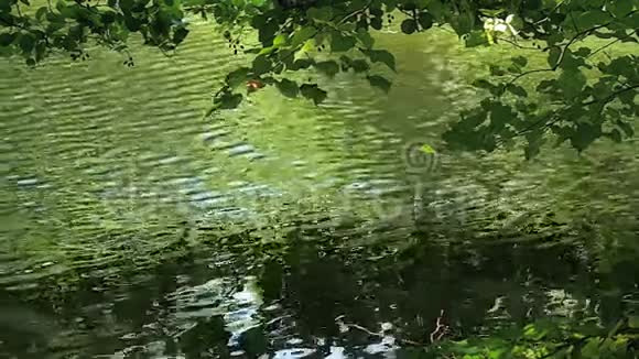 湖面上的树枝视频的预览图