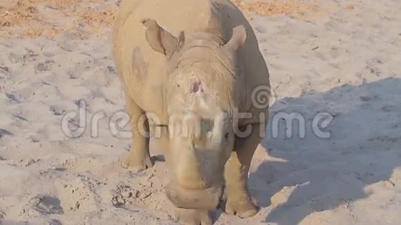 动物园里的大犀牛视频的预览图