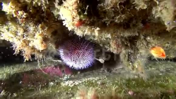 巴伦支海海底的海胆视频的预览图