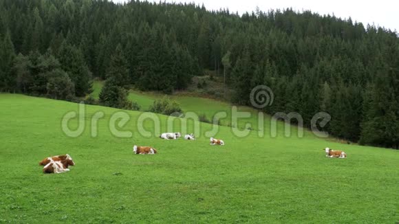 高山草原上的青草上躺着牛视频的预览图