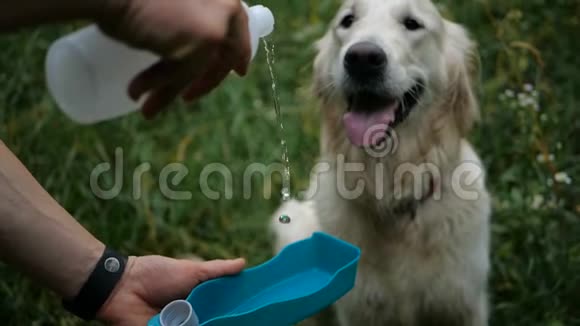 高尔登猎犬从饮水器中饮水视频的预览图