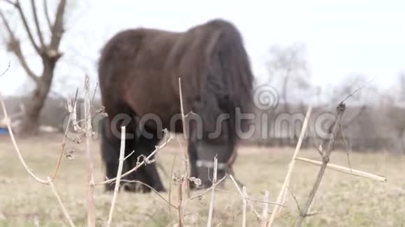 春天小马在大自然的草坪上吃草视频的预览图