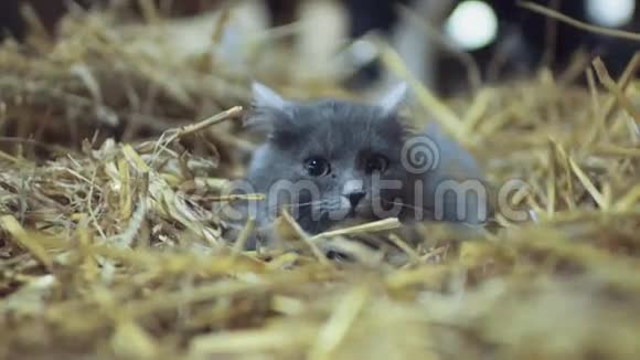 专注的惊恐的灰猫绿眼睛躺在干草里看向镜头英国肖像视频的预览图