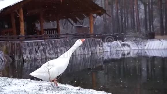 一只美丽的白鹅在树林里的房子旁边有一个湖保护它在雪地里的耕种慢动作1920x1080视频的预览图