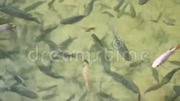 池塘里的鱼视频的预览图