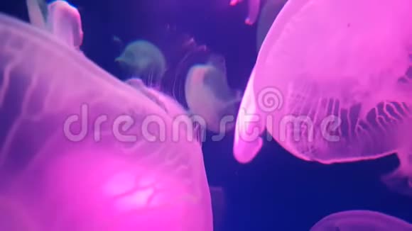 4K一组荧光粉水母在水族馆游泳池游泳透明水母水下镜头发光美杜莎视频的预览图