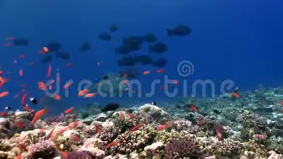 红海蓝水中绿驼尾鹦鹉螺视频的预览图