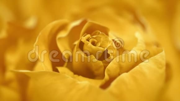 关闭开放的黄玫瑰开放的黄玫瑰视频的预览图