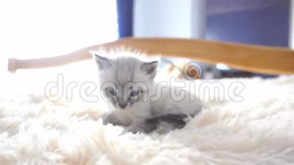 小猫坐在蓬松的毯子上视频的预览图