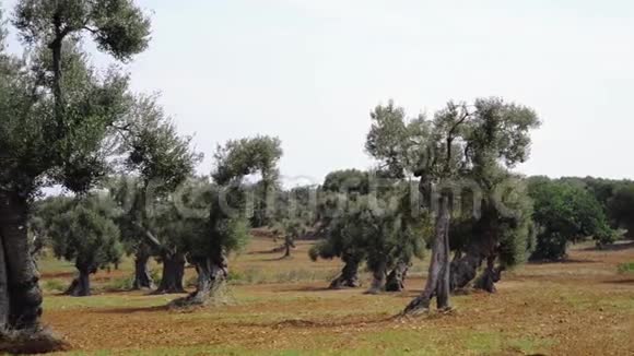 奥图尼平原上的橄榄树和红土视频的预览图