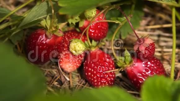 草莓植物与成熟红浆果的特写镜头视频的预览图