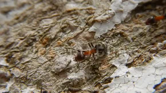 一群蚂蚁在木头上合上红木蚁视频的预览图